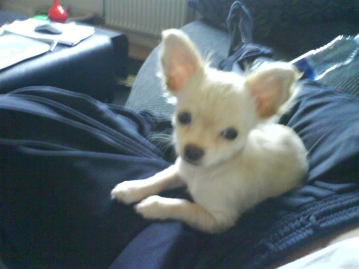 Chihuahua Achilles billede 10