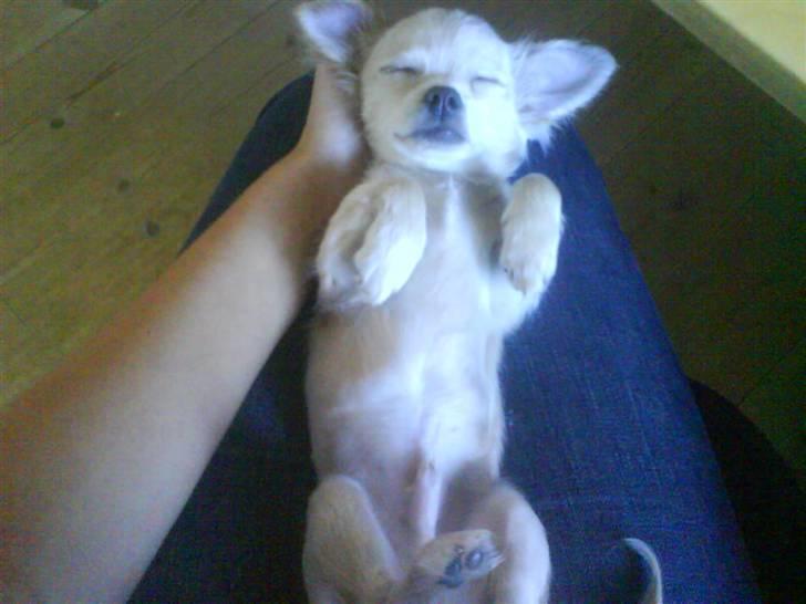 Chihuahua Achilles billede 11