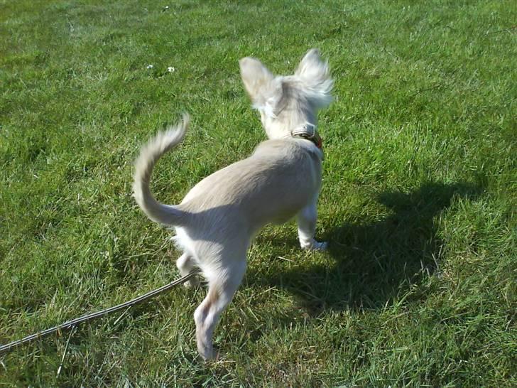 Chihuahua Achilles billede 12