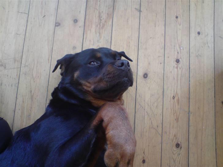Rottweiler molie af bryrup billede 17