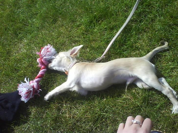 Chihuahua Achilles billede 13