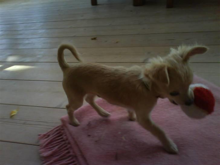 Chihuahua Achilles billede 14