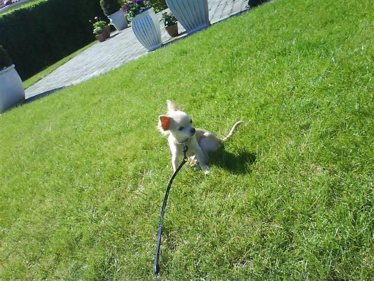 Chihuahua Achilles billede 15