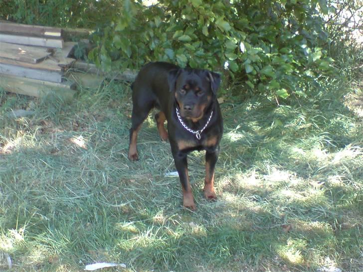 Rottweiler molie af bryrup billede 18