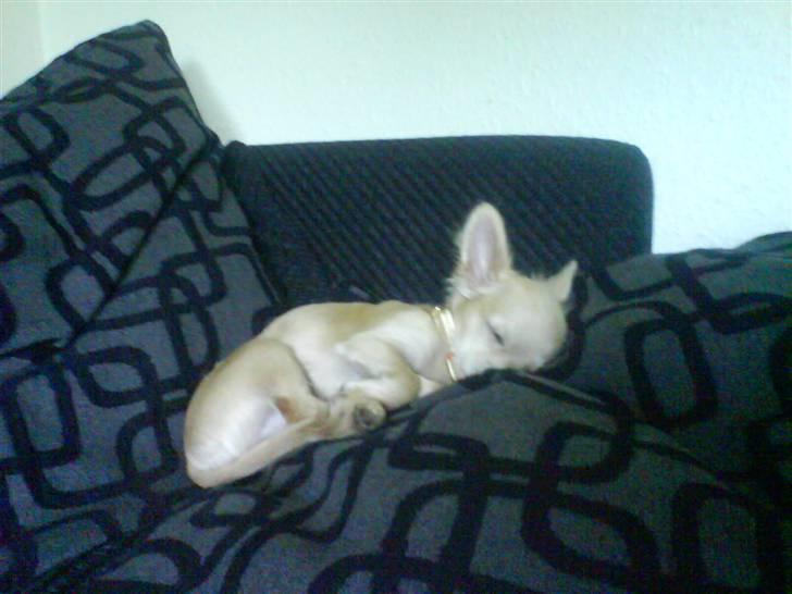 Chihuahua Achilles billede 16