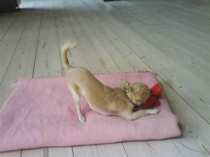 Chihuahua Achilles billede 17