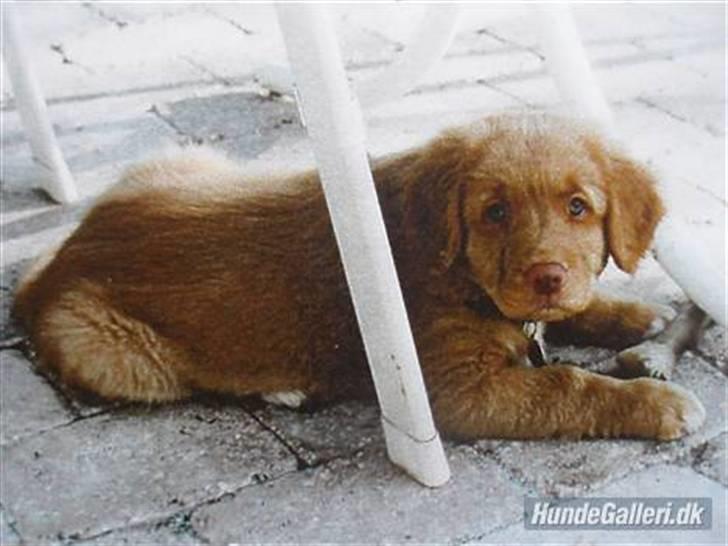 Nova scotia duck tolling retriever *R.I.P* 8/1 2009 Balto - Lille Balto ´ Vaps <3 billede 1