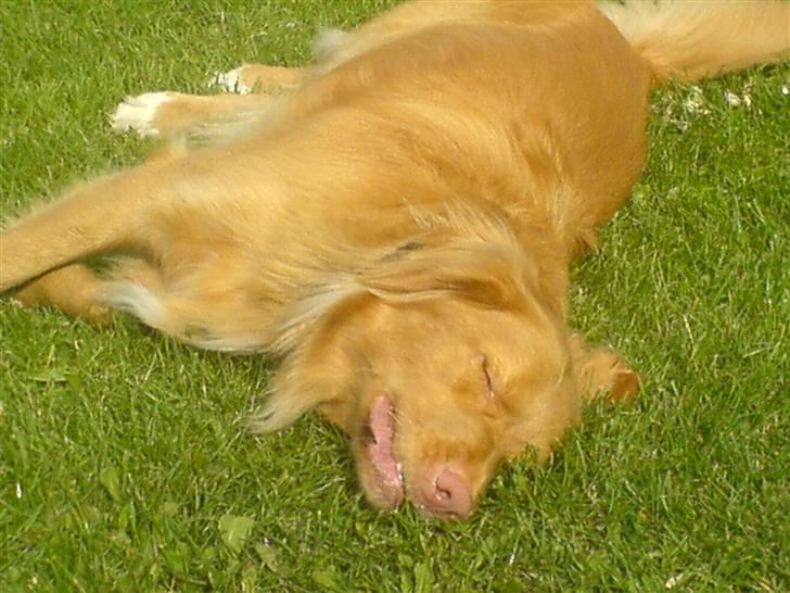 Nova scotia duck tolling retriever *R.I.P* 8/1 2009 Balto - Balto ELSKER at rulle sig i græsset på en varm sommerdag! :o) billede 3