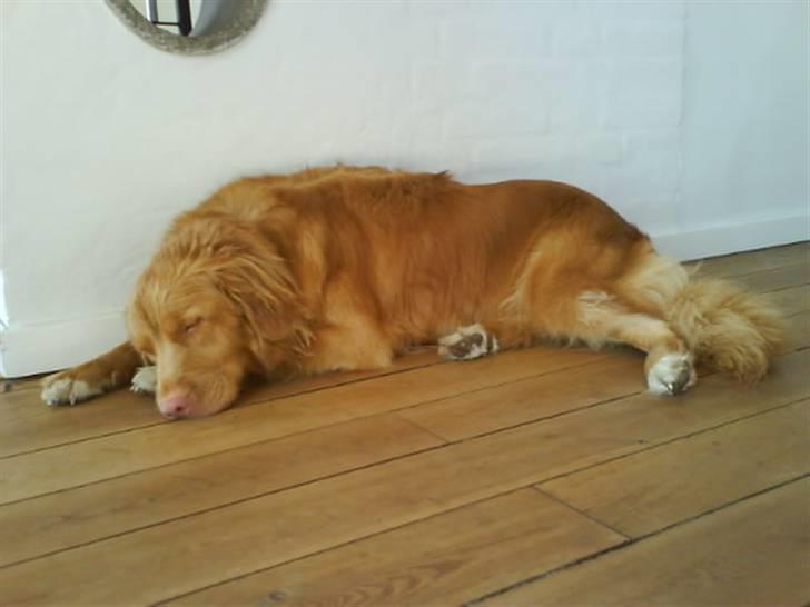 Nova scotia duck tolling retriever *R.I.P* 8/1 2009 Balto - ZzZzZ... Sover efter et stævne i DCH . billede 5