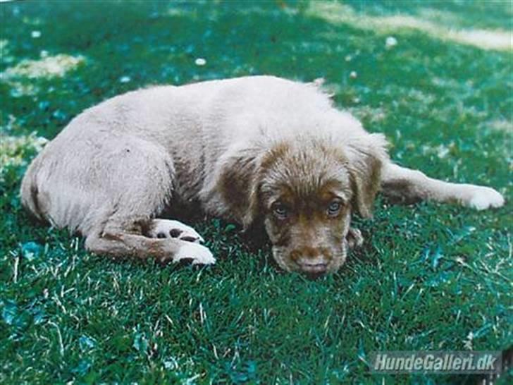 Nova scotia duck tolling retriever *R.I.P* 8/1 2009 Balto - Lille Balto i haven.. <3 billede 6