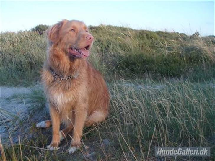 Nova scotia duck tolling retriever *R.I.P* 8/1 2009 Balto - Balto sidder og kigger ud over havet.. :) billede 8