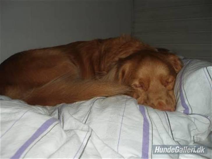 Nova scotia duck tolling retriever *R.I.P* 8/1 2009 Balto - ZzZzZzZzZ.. Snupper lige en morfar ;B billede 9