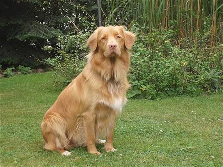 Nova scotia duck tolling retriever *R.I.P* 8/1 2009 Balto - Den lille konge xD billede 11