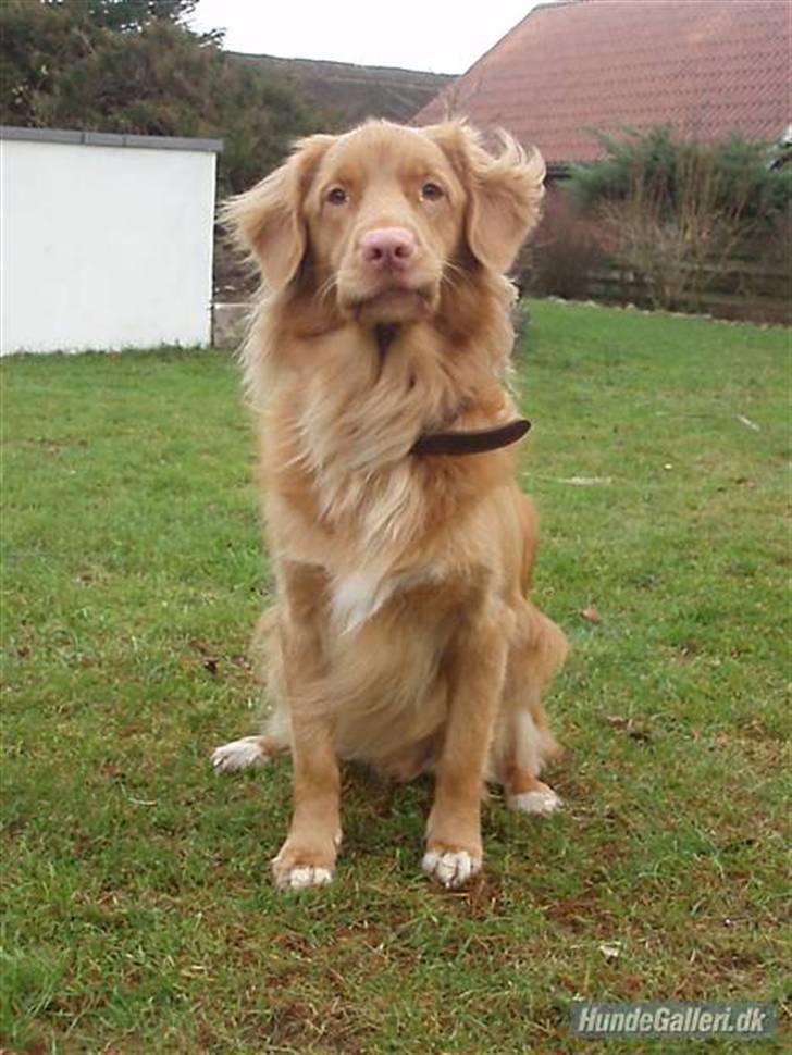 Nova scotia duck tolling retriever *R.I.P* 8/1 2009 Balto - Balto ´ <3 billede 12