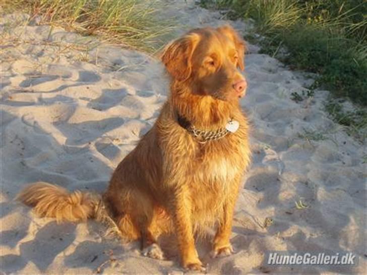 Nova scotia duck tolling retriever *R.I.P* 8/1 2009 Balto - På stranden i solnedgang <3 billede 13