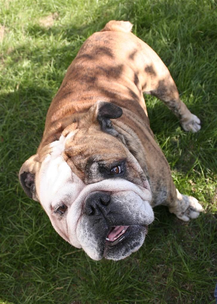 Engelsk bulldog Arthur - HAHA! Fanget lige midt i et frækt gøen efter opmærksomhed. billede 2