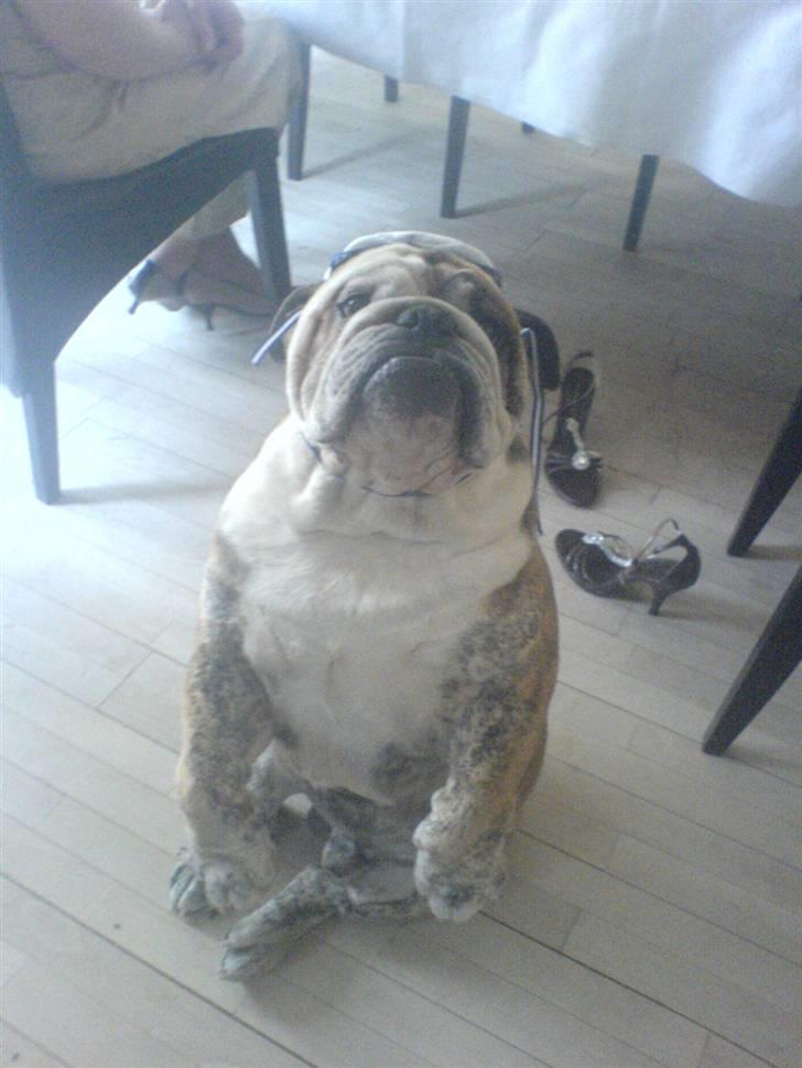 Engelsk bulldog Arthur - Min storesøster var lige blevet student og så skulle jeg ydmyges :D Sådan her sidder man når man er dygtig - som en puddel :) billede 3