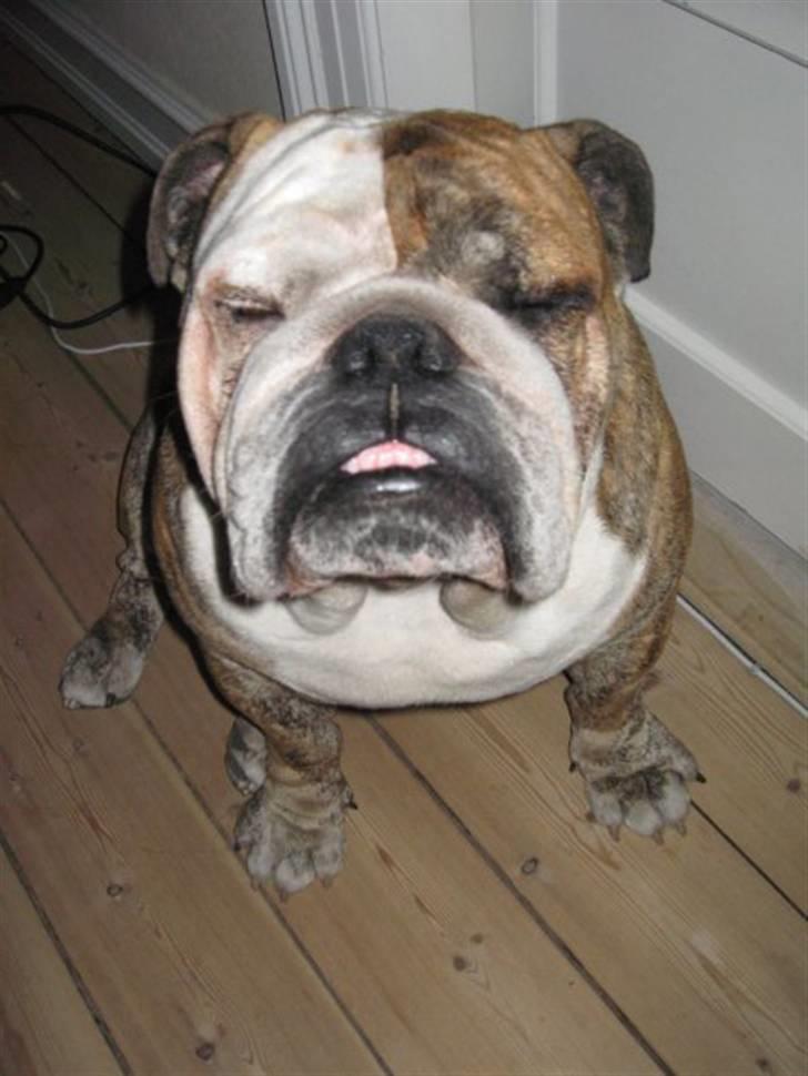 Engelsk bulldog Arthur - ARGH! DUMME BLITZ! billede 6