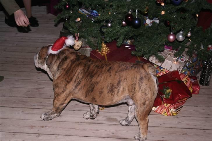 Engelsk bulldog Arthur - Jeg danser med rundt om juletræet med nissehue :D billede 7