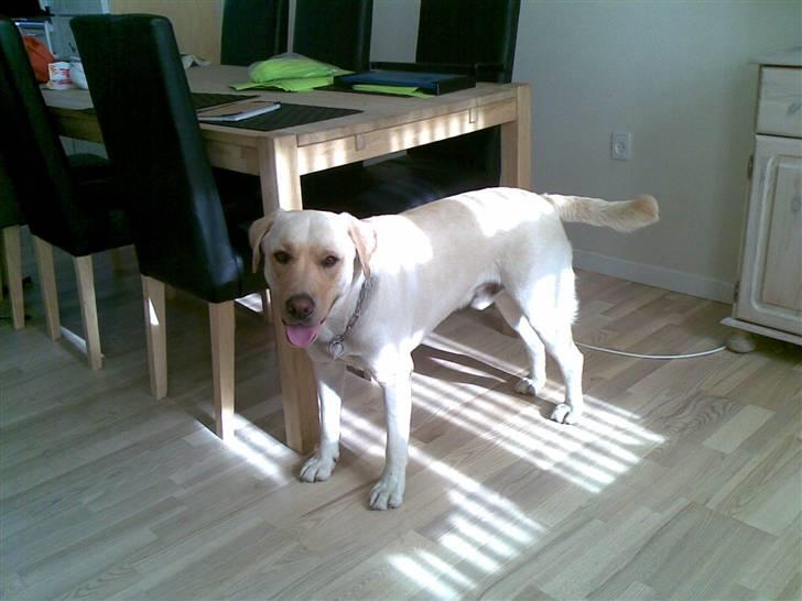 Labrador retriever Grøffe billede 9