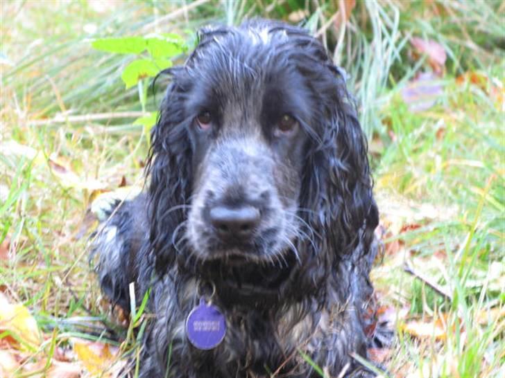 Cocker spaniel Basil billede 6
