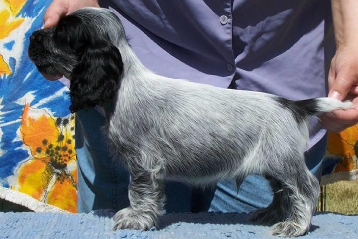 Cocker spaniel Basil billede 7