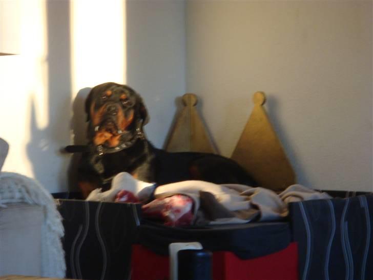 Rottweiler Rocco - bliver også kaldt Kong Rocco,nok på grund af sengen! billede 1