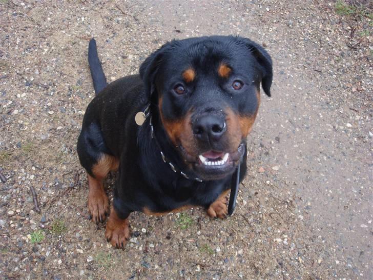 Rottweiler Rocco billede 2