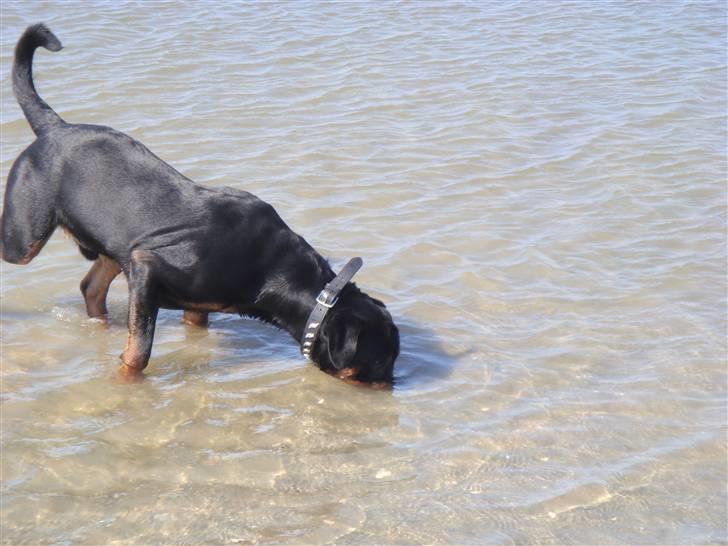 Rottweiler Rocco billede 3