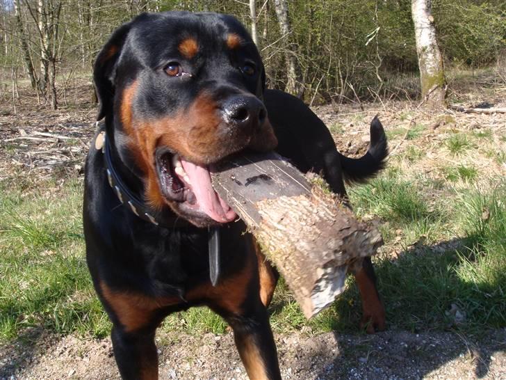 Rottweiler Rocco billede 5