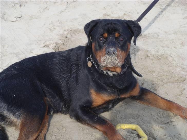 Rottweiler Rocco billede 6