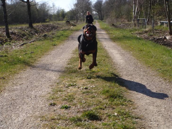 Rottweiler Rocco billede 7