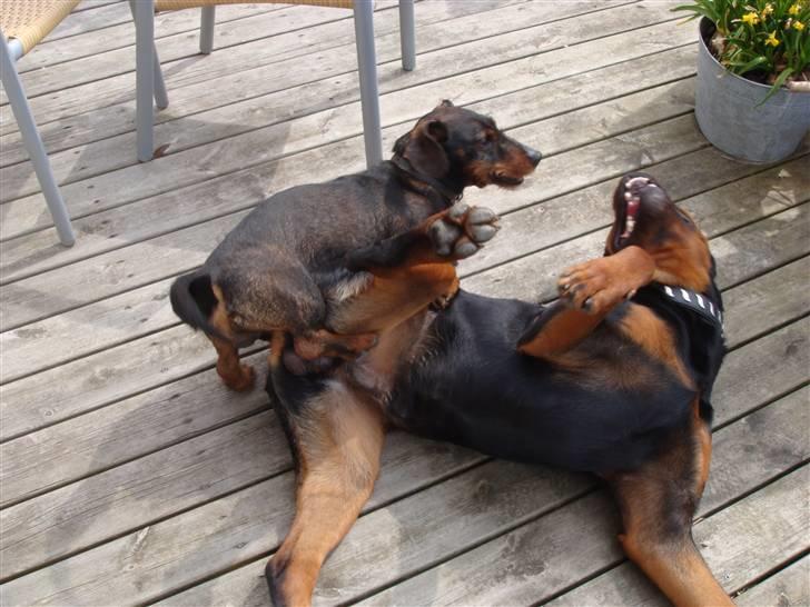 Rottweiler Rocco billede 8