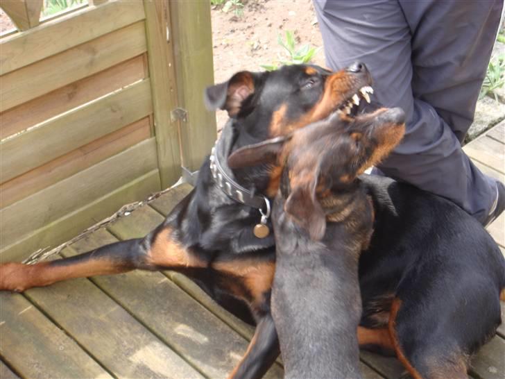 Rottweiler Rocco billede 9