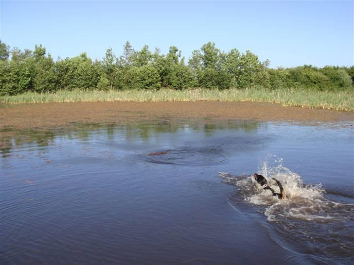 Rottweiler Rocco billede 10