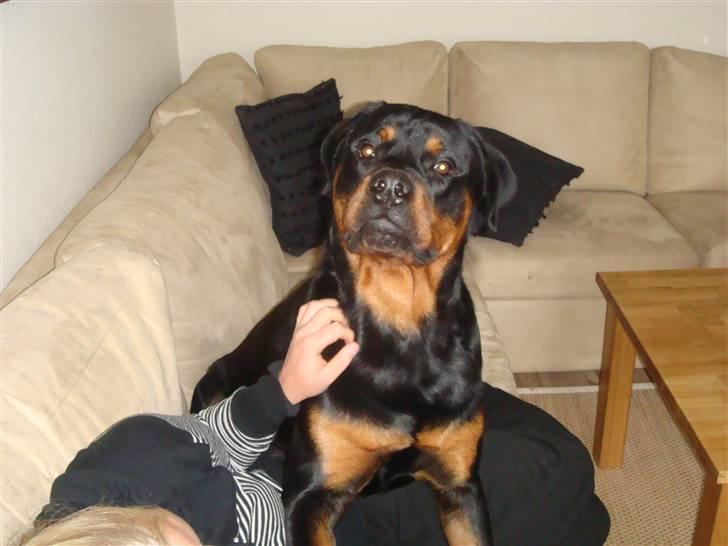 Rottweiler Rocco billede 12