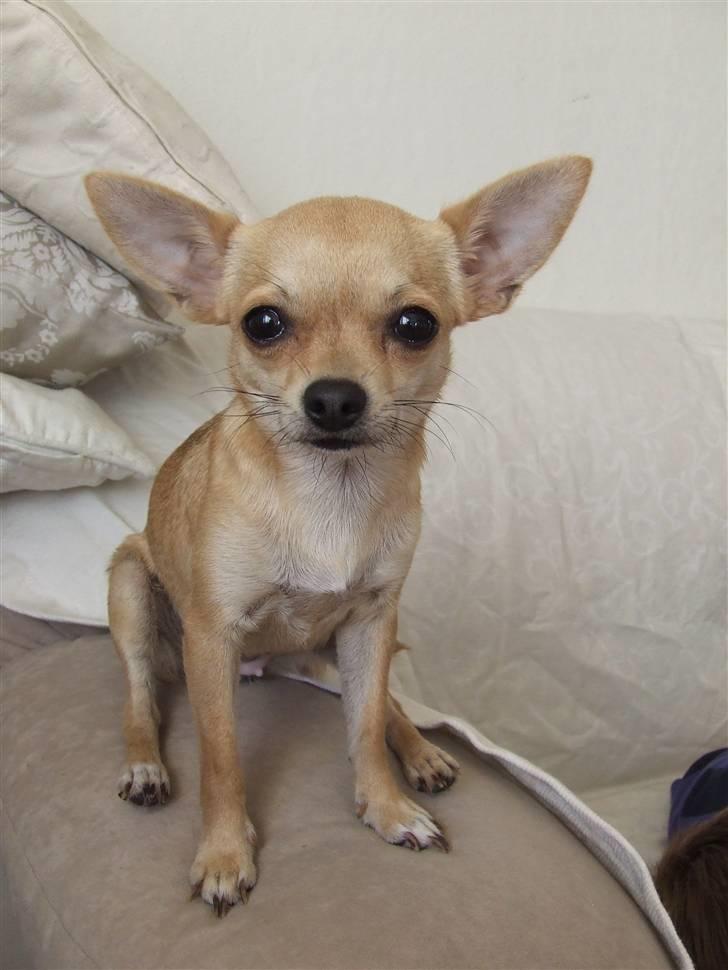 Chihuahua Gucci Baby<3 billede 9