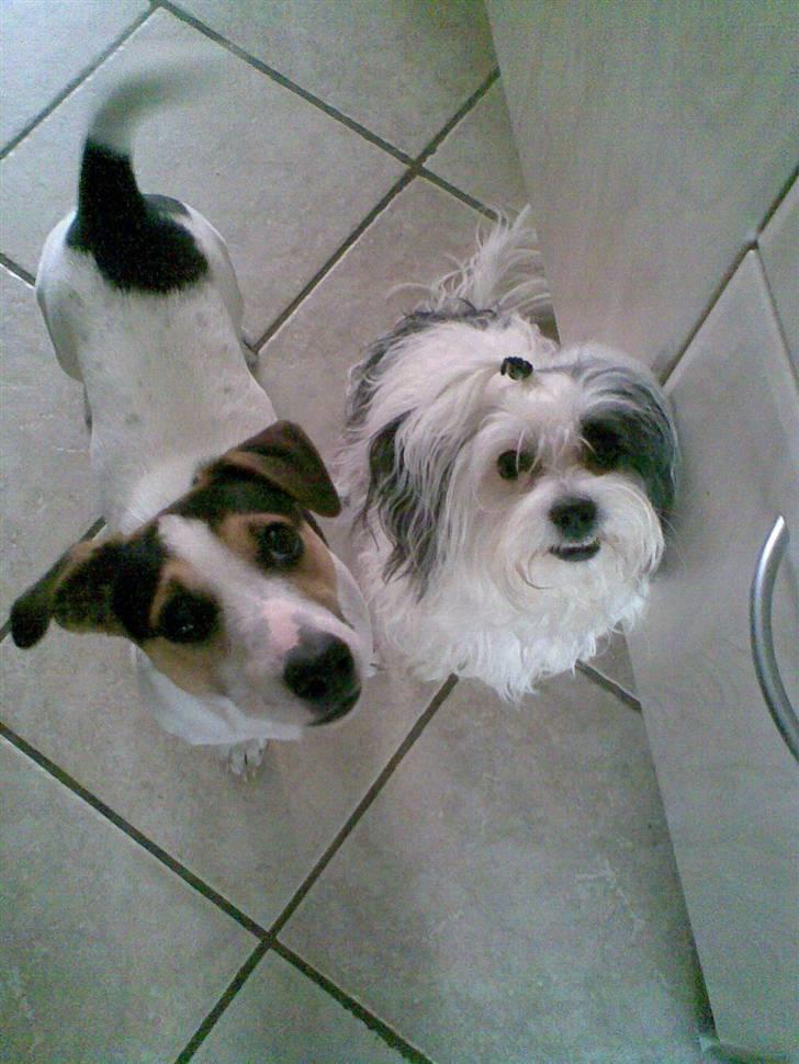 Jack russell terrier Johnson billede 16
