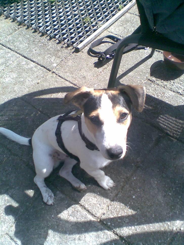 Jack russell terrier Johnson billede 17