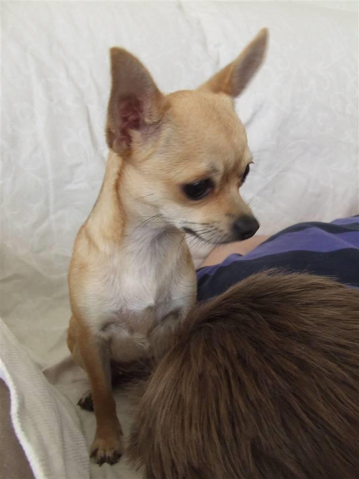 Chihuahua Gucci Baby<3 billede 10