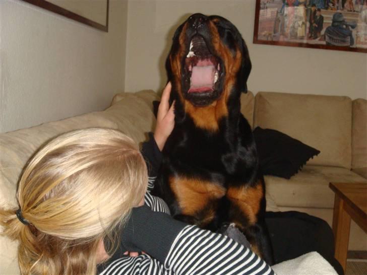 Rottweiler Rocco billede 13