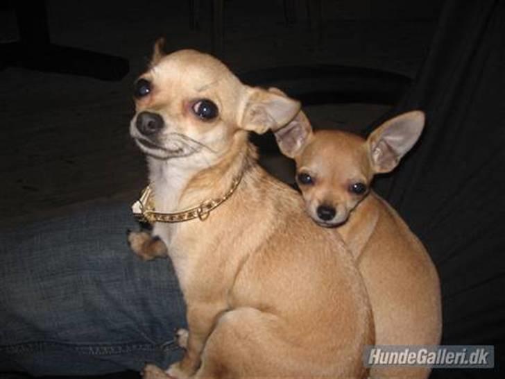 Chihuahua Gucci Baby<3 billede 11