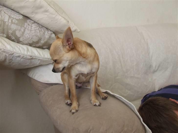 Chihuahua Gucci Baby<3 billede 12