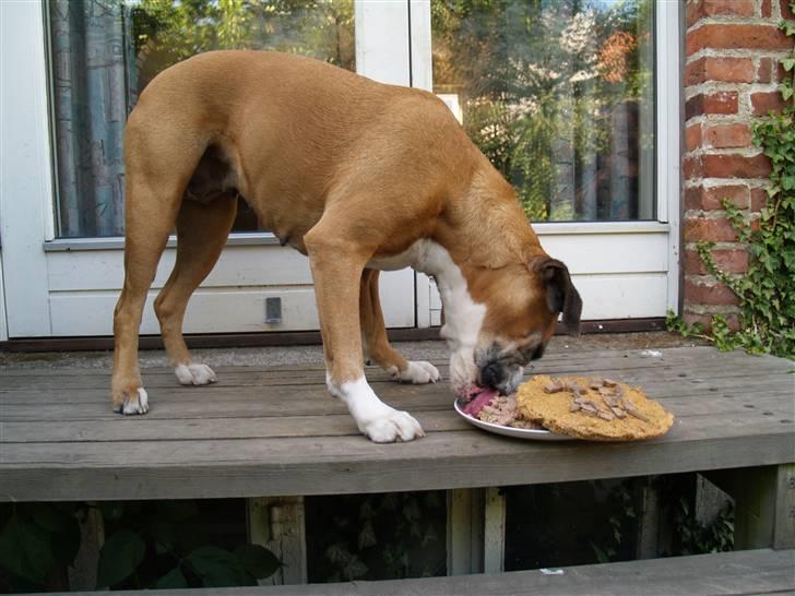 Boxer Emma (død 10.12.2008) - 10 års fødselsdag! Fejres med rugbrødslagkage m. leverpostej og kogt lever billede 7