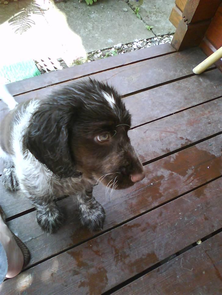 Blanding af racer kessler har fået nyt hjem - ihhh jeg er så våd efter en god soppetur  billede 2