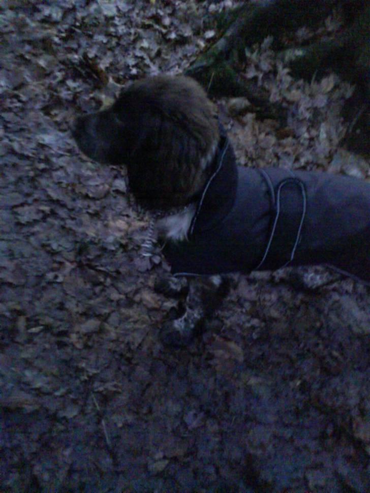 Blanding af racer kessler har fået nyt hjem - lige en tur i skoven med min nye jakke og mor det er ved at være mørkt  billede 3