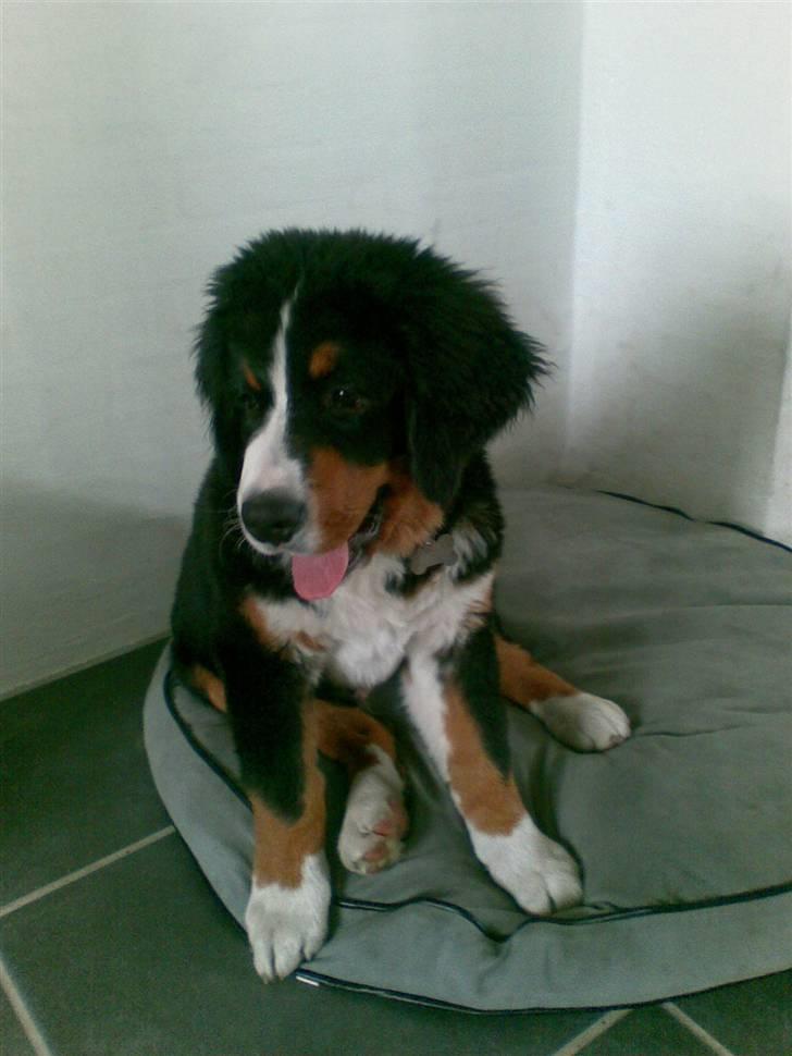 Berner sennenhund balou - palle pop hår billede 10