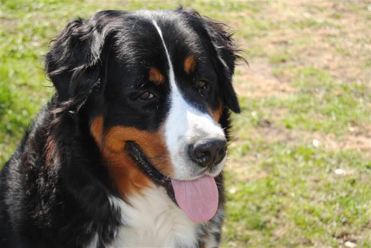 Berner sennenhund balou - balou 8 mdr. og 41 kg billede 11
