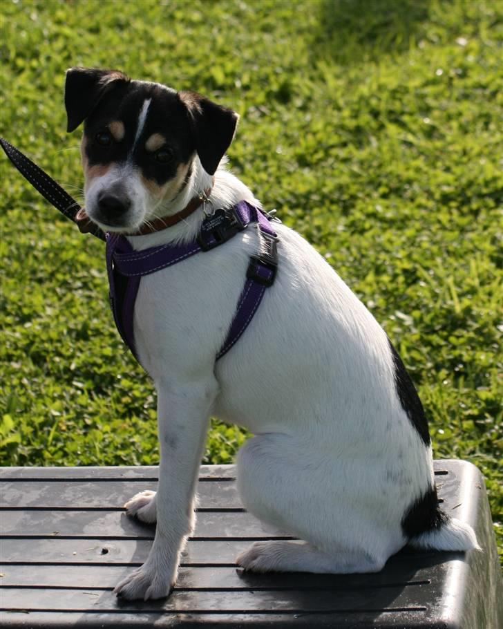 Dansk svensk gaardhund : Buster - Til hvalpetræning :D billede 1