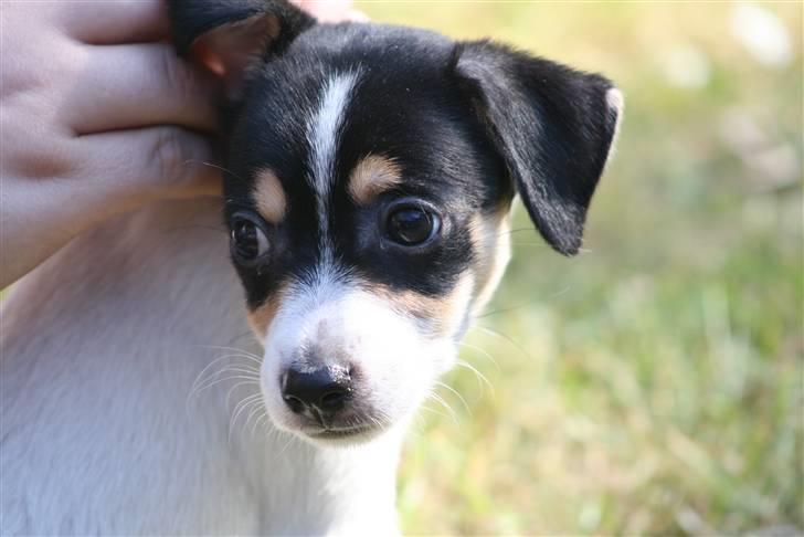 Dansk svensk gaardhund : Buster - Den lille kælepot :D billede 2